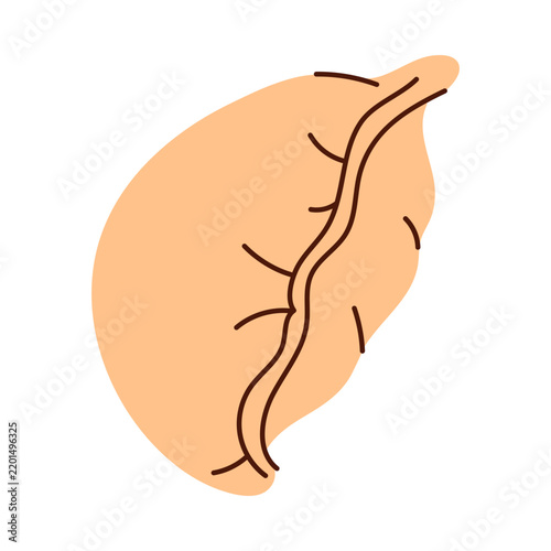 Flat human spleen organ with veins isolated on white background vector illustration