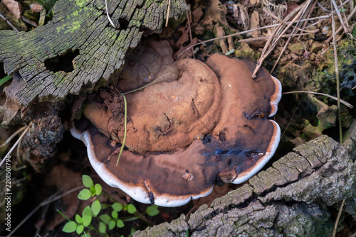 Fotografía Close view of a mushroom growing near decaying wood in a forest during daytime