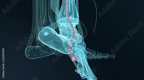 Animating translucent cyan foot and distal tibia model rotating downward at studio