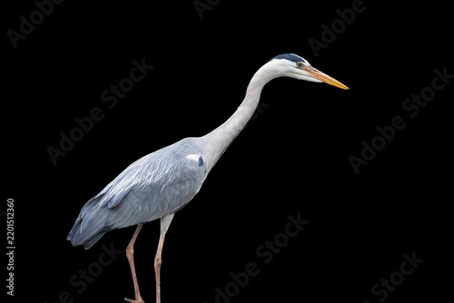 Fotografie Grey heron standing still on black background