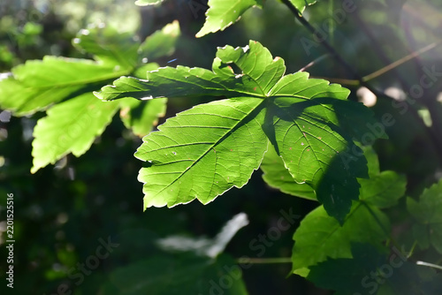 Tapety artystyczne maple leaf back light