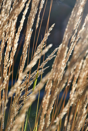 Tapety artystyczne grass in back lighting with blurred background