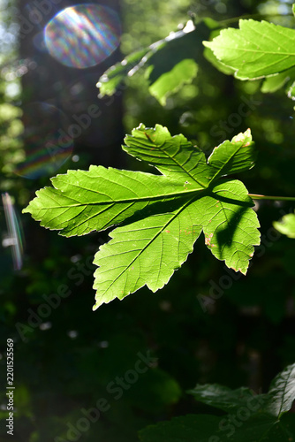Tapety artystyczne maple leaf back light