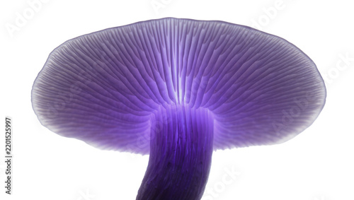 Translucent purple mushroom cap with visible gills illuminated from within, isolated on transparent background