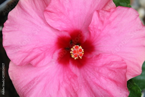 pink hibiscus flower on macro 