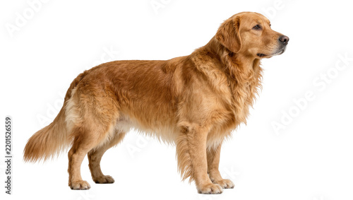 Golden Retriever dog standing attentively, isolated on transparent background