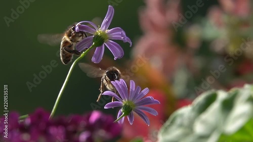 Bees Flying on Flowers. closeup view. Slow-motion. purple violet daisy flowers