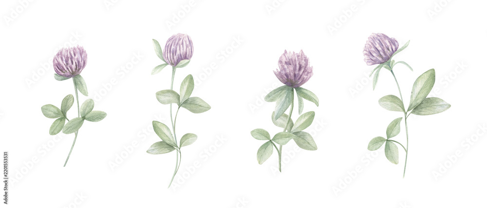 Obraz premium Clover stems with purple blossoms and trefoil leaves clip art. Watercolor illustration on isolated background. Botanical meadow design for wedding stationery, spring greeting cards, decor prints.