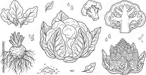 Fresh cauliflower and romanesco broccoli outline icon set featuring celeriac root leaves slice and organic vegetable illustrations