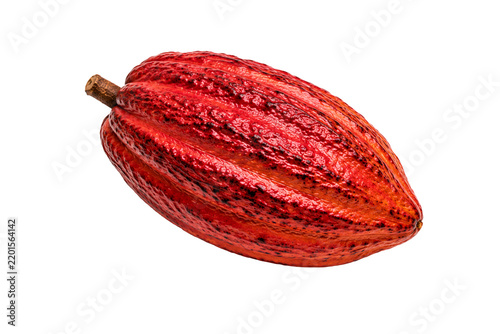 Ripe yellow cacao pod with natural textured surface isolated on transparent background. Tropical cocoa fruit used for cacao beans, cocoa and chocolate production.