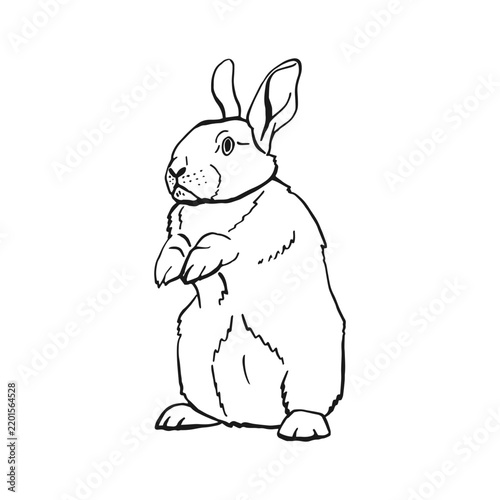 Rabbit monochrome hand drawn sketch. Wildlife vector illustration.