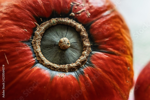 Orange Pumpkin Bottom Close Up Macro Autumn Harvest Texture