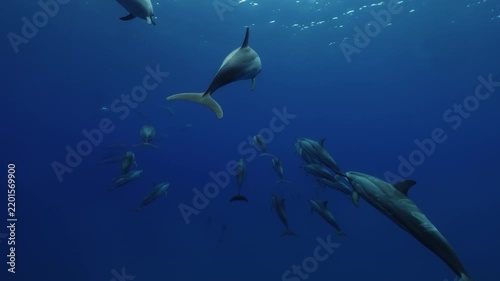 A large pod of dolphins travels gracefully through deep blue ocean water, swimming together in perfect harmony. Their streamlined bodies glide through the clear underwater environment, creating a