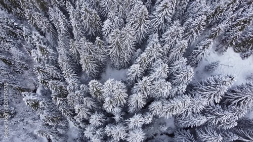 Aerial top down view of snow covered forest