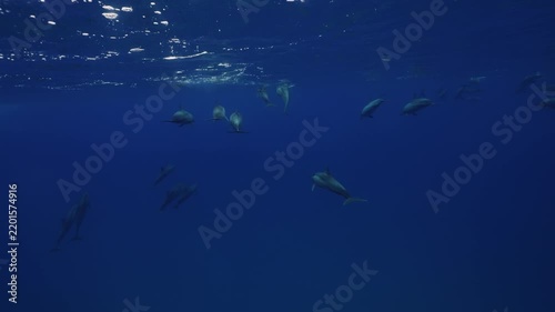 A large pod of dolphins travels gracefully through deep blue ocean water, swimming together in perfect harmony. Their streamlined bodies glide through the clear underwater environment, creating a