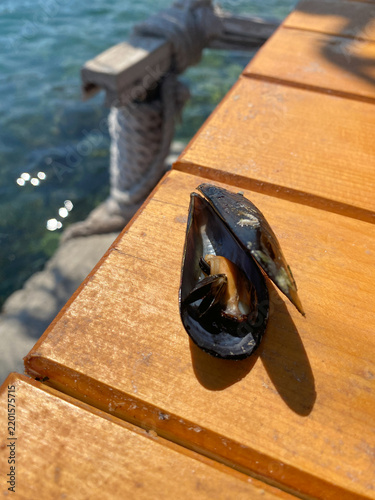 Canvastavla Opened fresh mussel in its shell lies on a wooden outdoor table