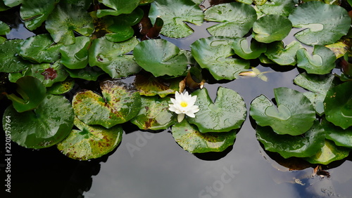 Konstfotografi water lily in the pond