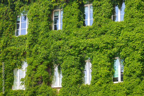 Foto house facade completely covered with green plants, only windows visible through dense vegetation and ivy on building walls