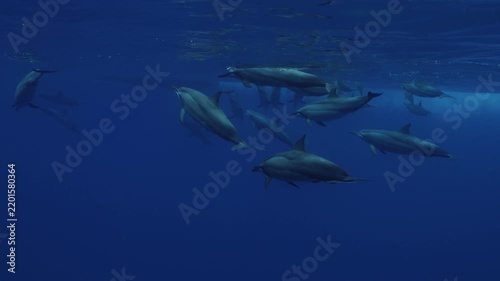 A large pod of dolphins travels gracefully through deep blue ocean water, swimming together in perfect harmony. Their streamlined bodies glide through the clear underwater environment, creating a