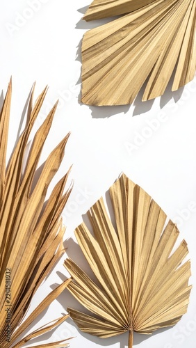 Dried palm leaves arranged on a white background with shadows.
