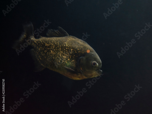 Fotografie Amazon piranha in an aquarium