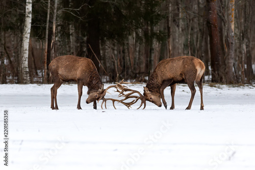 Red deers (Cervus elaphus) fighting in the Krasny Bor Reserve, Northern Belarus