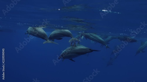 A large pod of dolphins travels gracefully through deep blue ocean water, swimming together in perfect harmony. Their streamlined bodies glide through the clear underwater environment, creating a