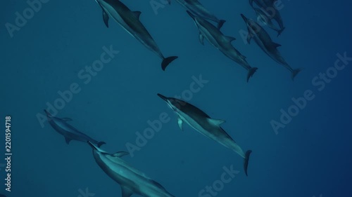 A large pod of dolphins travels gracefully through deep blue ocean water, swimming together in perfect harmony. Their streamlined bodies glide through the clear underwater environment, creating a