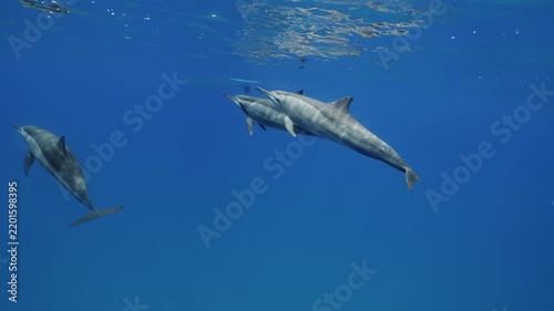 A large pod of dolphins travels gracefully through deep blue ocean water, swimming together in perfect harmony. Their streamlined bodies glide through the clear underwater environment, creating a