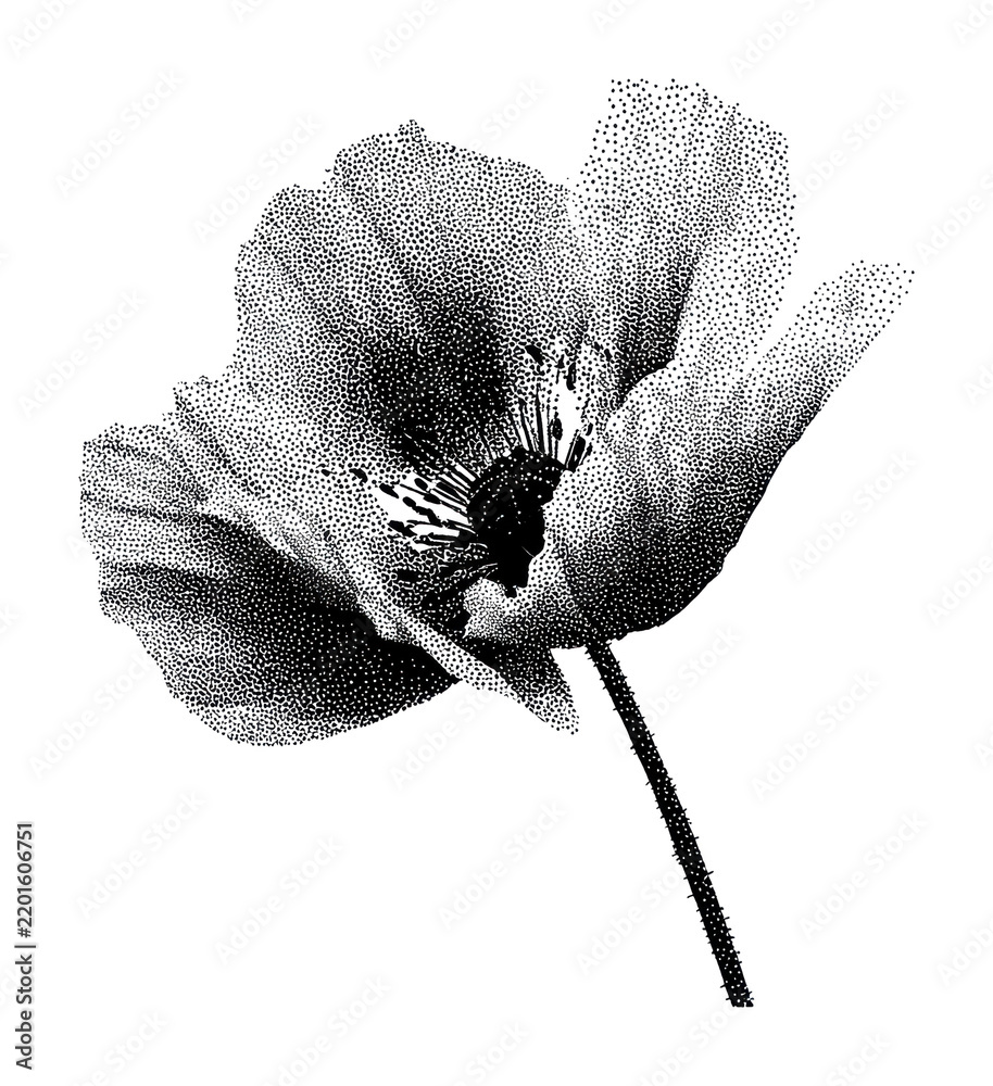 Obraz premium PNG Halftone poppy flower illustration in black and white
