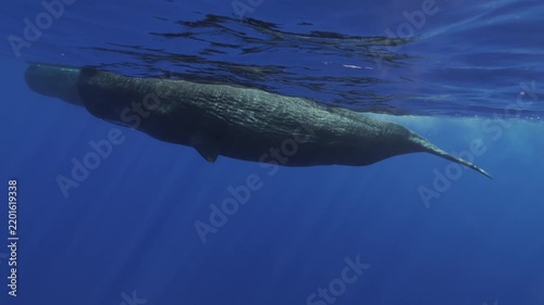 A powerful sperm whale dives gracefully into the deep blue waters of Mauritius, its massive body disappearing beneath the surface as it descends into the depths of the Indian Ocean. A majestic glimpse