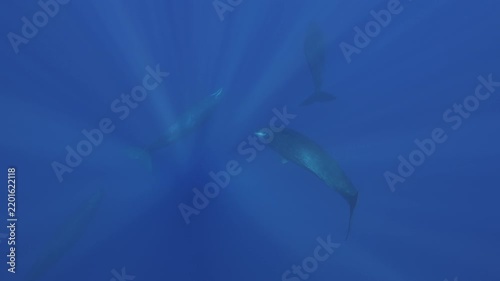 A powerful sperm whale dives gracefully into the deep blue waters of Mauritius, its massive body disappearing beneath the surface as it descends into the depths of the Indian Ocean. A majestic glimpse
