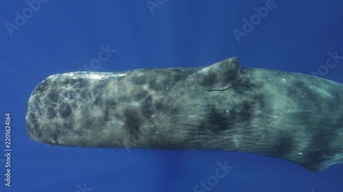 A powerful sperm whale dives gracefully into the deep blue waters of Mauritius, its massive body disappearing beneath the surface as it descends into the depths of the Indian Ocean. A majestic glimpse