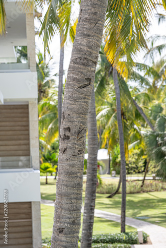 Tropical Palm tree Trunk and leaves on Caribbean island