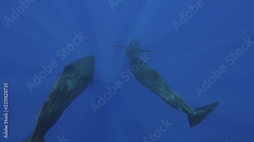 A powerful sperm whale dives gracefully into the deep blue waters of Mauritius, its massive body disappearing beneath the surface as it descends into the depths of the Indian Ocean. A majestic glimpse