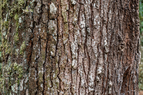 Tree bark, a natural brown tree bark surface pattern for graphic use. A rough tree bark texture background for nature-themed wallpaper designs.