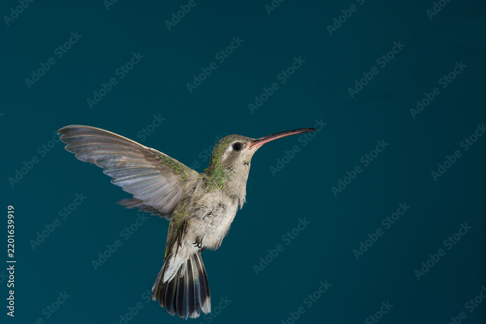 Fototapeta premium Female broad-billed hummingbird hovering