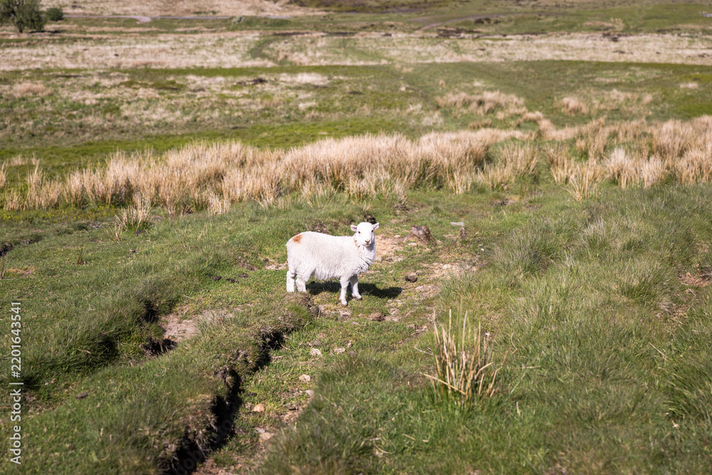 Fototapeta premium sheeps on grass, near the countryside of abertillery, Monmouthshire of Wales