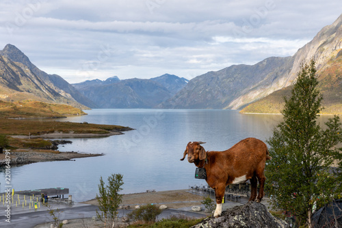 Free-Roaming Goat With Virtual Fence Collar at Lake Gjende, Norway