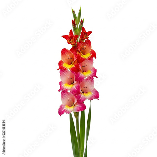 Beautiful vibrant gladiolus flower stalk with red and pink petals and yellow centers, isolated on white background