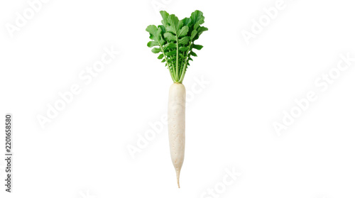 Fresh daikon radish with long smooth white root, tapered tip, crisp green leafy tops, and subtle natural texture, wholesome root vegetable for cooking and nutrition. Photorealistic, side 3/4 view,