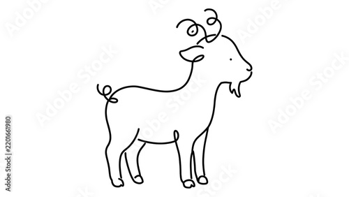 Goat standing white background.