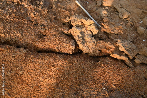 Many Fire ants or red ants in the nest. Fire ants are several species of ants in the genus Solenopsis. A macro shot of wild red fire ants in their desert anthill.
