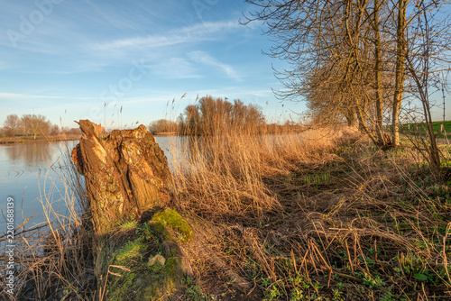 Broken and rotted tree trunk at the edge of a lake