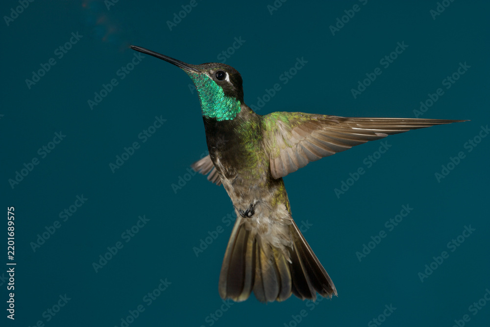 Fototapeta premium Rivoli's hummingbird in flight