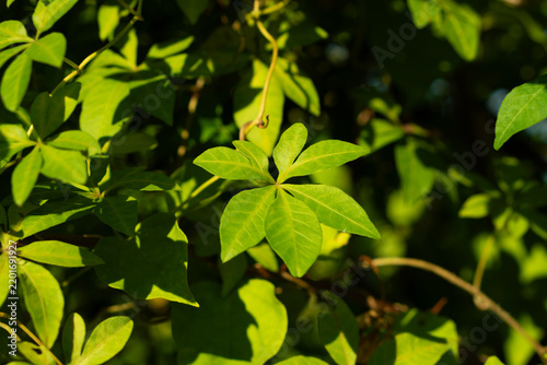 Fresh green palmate leaf of climbing vine in warm sunlight outdoor nature background