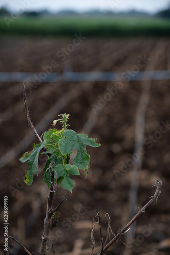 Принти на полотні Young Green Vine Sprouting from Dry Stem in Rural Agricultural Field