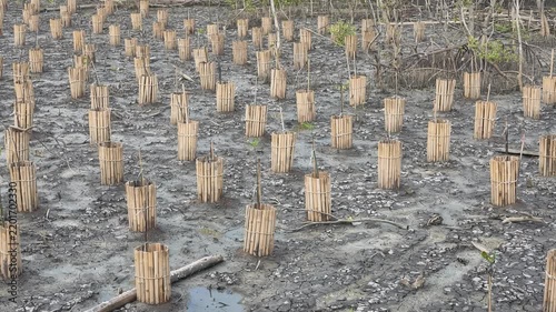 Young mangrove saplings protected by bamboo cages in coastal reforestation project
