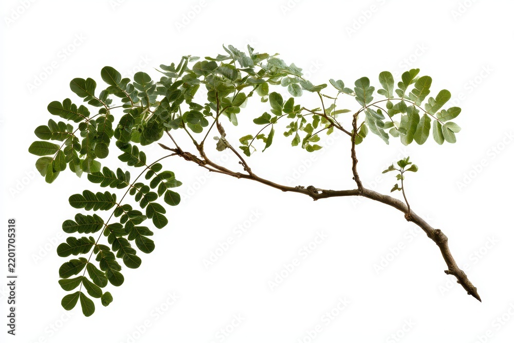 Fototapeta premium Isolated tropical rain tree limb on white studio backdrop with natural bark texture