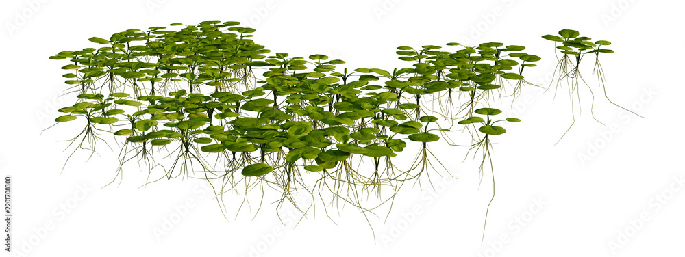 Fototapeta premium Limnobium laevigatum tree shrub, plant bush, cutout, isolate transparent background, Floating aquatic plants with roots, close-up on lily pads and submerged foliage png